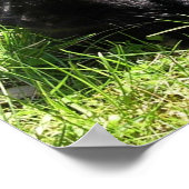 Black Rabbit Poster (Hoek)