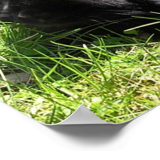 Black Rabbit Poster (Hoek)