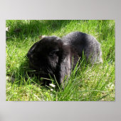 Black Rabbit Poster (Voorkant)