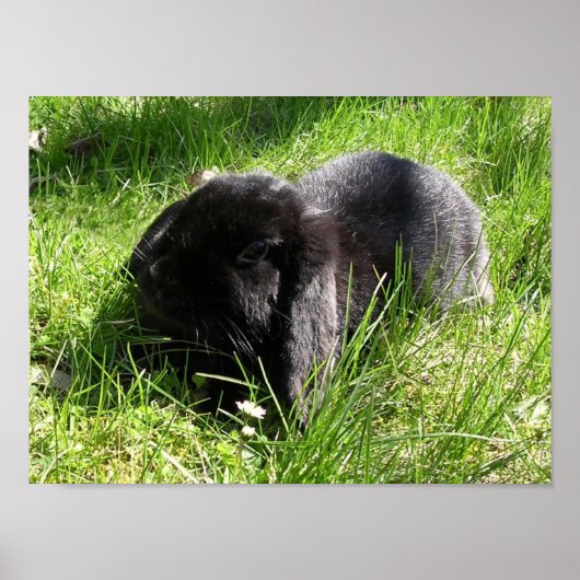 Black Rabbit Poster (Voorkant)