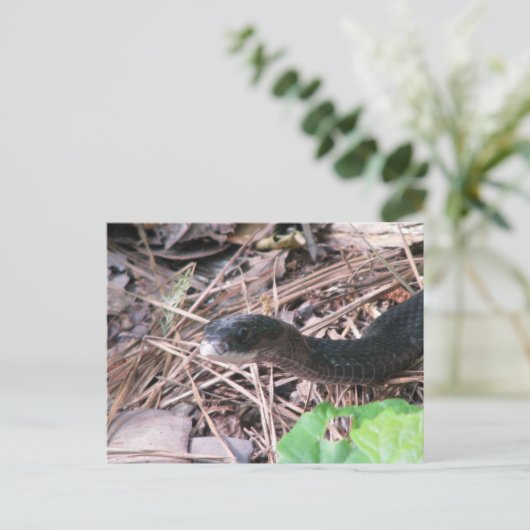 Black Racer Hunting Briefkaart (Staand voorkant)