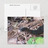 Black Racer Hunting Briefkaart (Voorkant / Achterkant)