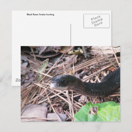 Black Racer Hunting Briefkaart (Voorkant / Achterkant)