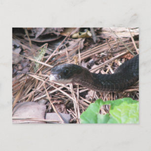 Black Racer Hunting Briefkaart