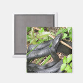 Black Racer Snake Sunning Magneet (Voorkant / Achterkant)