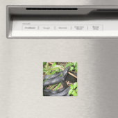 Black Racer Snake Sunning Magneet (Insitu (Vaatwasser))