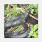 Black Racer Snake Sunning Magneet (Voorkant)