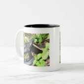 Black Racer Snake Sunning Tweekleurige Koffiemok (Voorkant links)