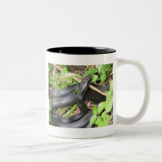 Black Racer Snake Sunning Tweekleurige Koffiemok