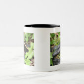 Black Racer Snake Sunning Tweekleurige Koffiemok (Center)