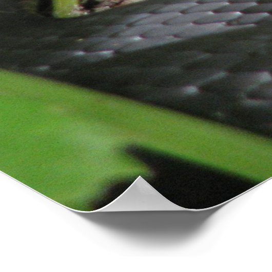 Black Racer Sunning Poster (Hoek)