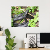 Black Racer Sunning Poster (Thuiskantoor)
