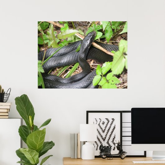 Black Racer Sunning Poster (Thuiskantoor)