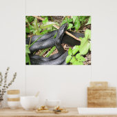 Black Racer Sunning Poster (Keuken)