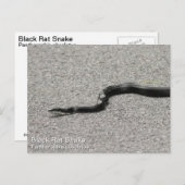 Black Rat Snake Briefkaart (Voorkant / Achterkant)