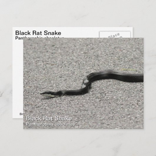 Black Rat Snake Briefkaart (Voorkant / Achterkant)