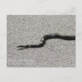 Black Rat Snake Briefkaart (Voorkant)