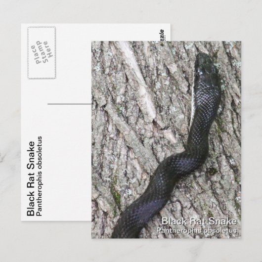 Black Rat Snake Briefkaart (Voorkant / Achterkant)