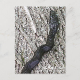 Black Rat Snake Briefkaart
