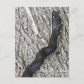 Black Rat Snake Briefkaart (Voorkant)