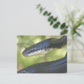 Black Rat Snake Briefkaart. Briefkaart (Staand voorkant)
