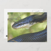 Black Rat Snake Briefkaart. Briefkaart (Voorkant / Achterkant)