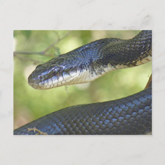Black Rat Snake Briefkaart. Briefkaart (Voorkant)