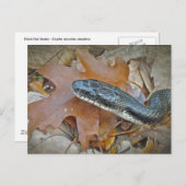 Black Rat Snake - Elaphe obsoleta obsoleta Briefkaart (Voorkant / Achterkant)