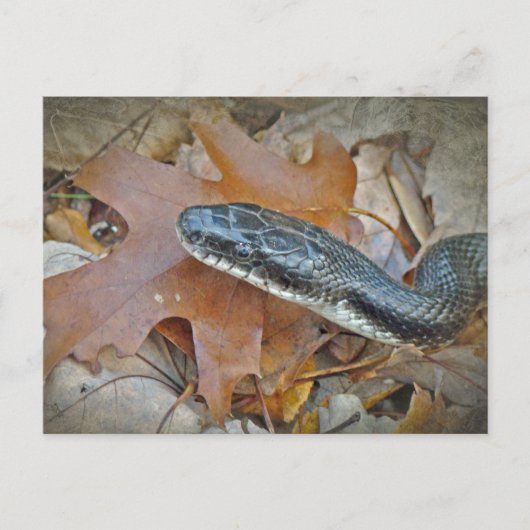 Black Rat Snake - Elaphe obsoleta obsoleta Briefkaart (Voorkant)