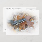 Black Rat Snake - Elaphe obsoleta obsoleta Briefkaart (Voorkant / Achterkant)