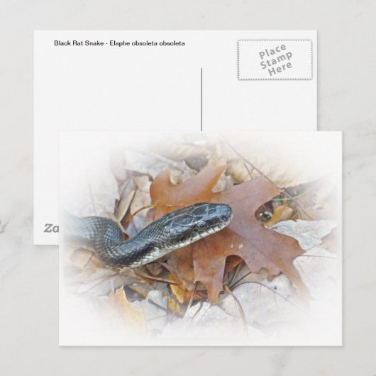 Black Rat Snake - Elaphe obsoleta obsoleta Briefkaart (Voorkant / Achterkant)