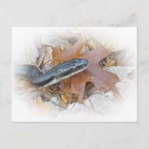 Black Rat Snake - Elaphe obsoleta obsoleta Briefkaart