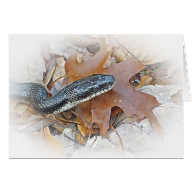 Black Rat Snake - Elaphe obsoleta obsoleta Greetin (Voorkant Horizontaal)
