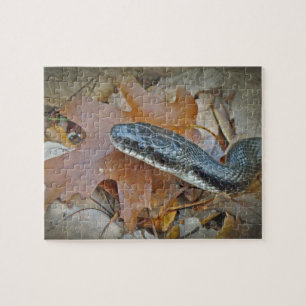 Black Rat Snake - Elaphe obsoleta obsoleta Legpuzzel