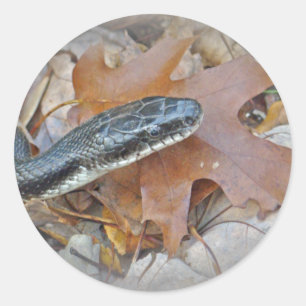 Black Rat Snake - Elaphe obsoleta obsoleta Ronde Sticker