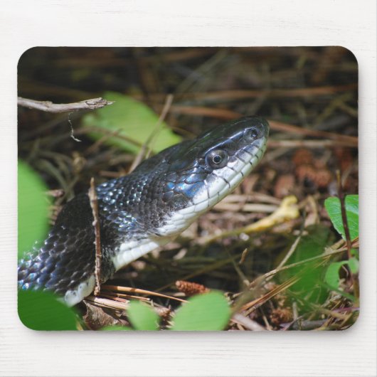 Black Rat Snake mousepad Muismat (Voorkant)