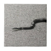 Black Rat Snake Tegeltje (Voorkant)