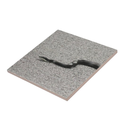 Black Rat Snake Tegeltje (Zijkant)