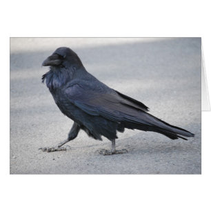 Black Raven