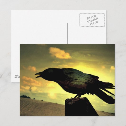 Black Raven Briefkaart (Voorkant / Achterkant)