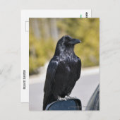 Black Raven - briefkaart (Voorkant / Achterkant)