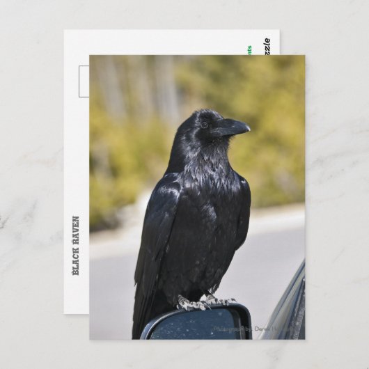 Black Raven - briefkaart (Voorkant / Achterkant)