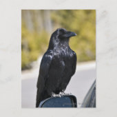 Black Raven - briefkaart (Voorkant)