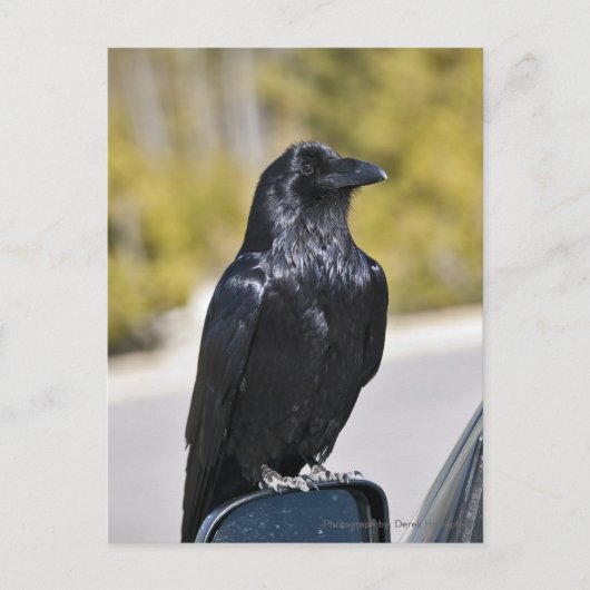 Black Raven - briefkaart (Voorkant)