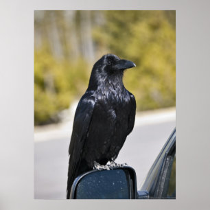 Black Raven - Fine Art Print
