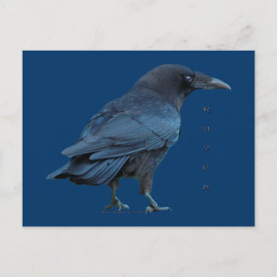 Black Raven III Briefkaart Serie