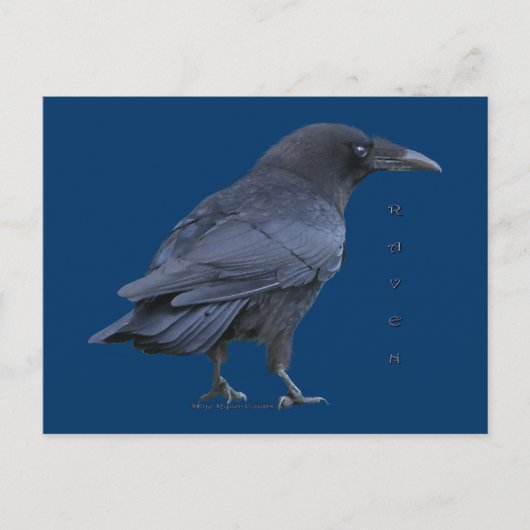 Black Raven III Briefkaart Serie (Voorkant)
