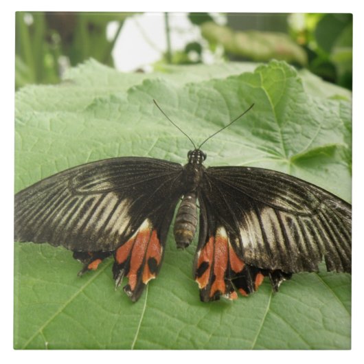  Black Red en Gold Butterfly Tile Tegeltje (Voorkant)