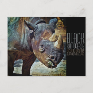 Black Rhinoceros [Briefkaart] Briefkaart
