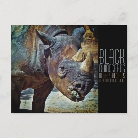 Black Rhinoceros [Briefkaart] Briefkaart (Voorkant)